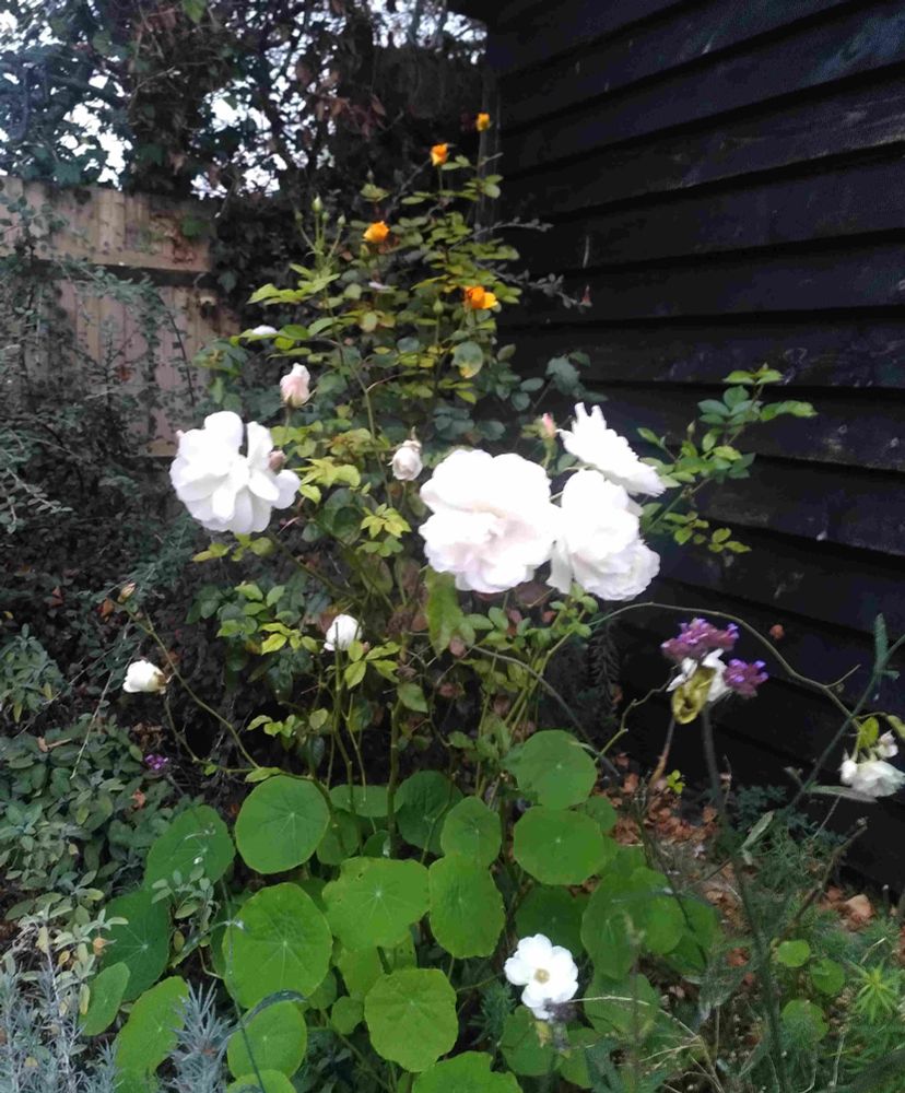 Against a dark background of wood and foliage four brilliant white roses shine in the centre. There are smaller white roses and several orange and yellow ones in the background.