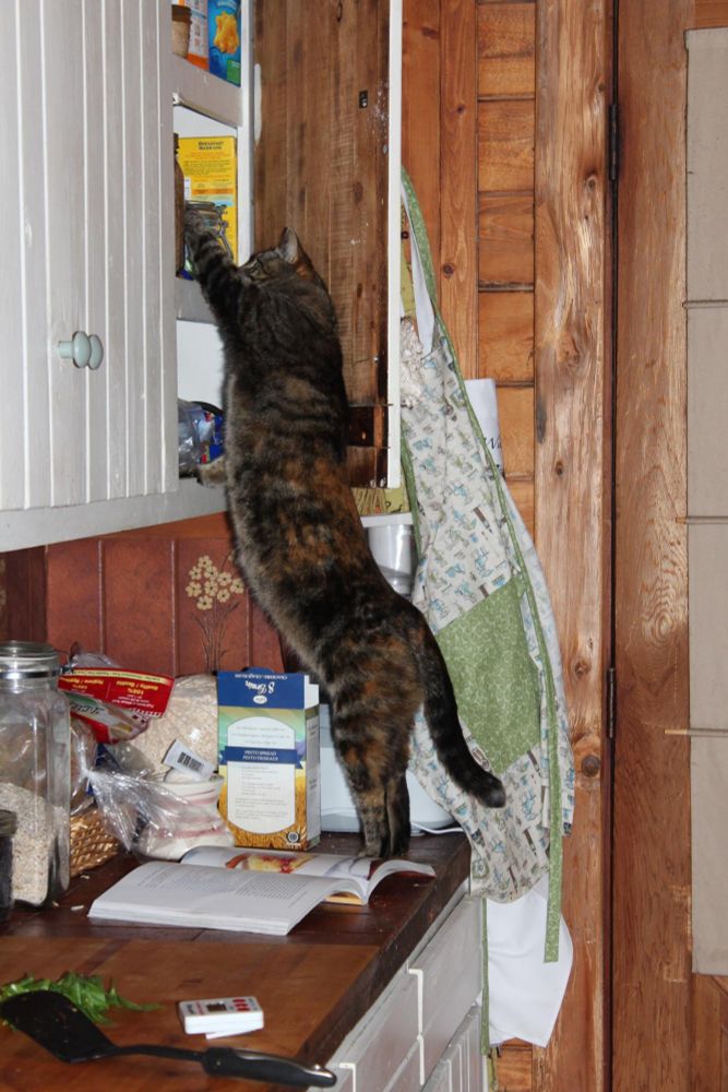 Molly our cat standing on the kitchen counter and reaching into the cupboard, looking for ingredients.