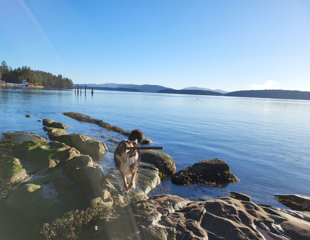 Charlie with stick at the beach.