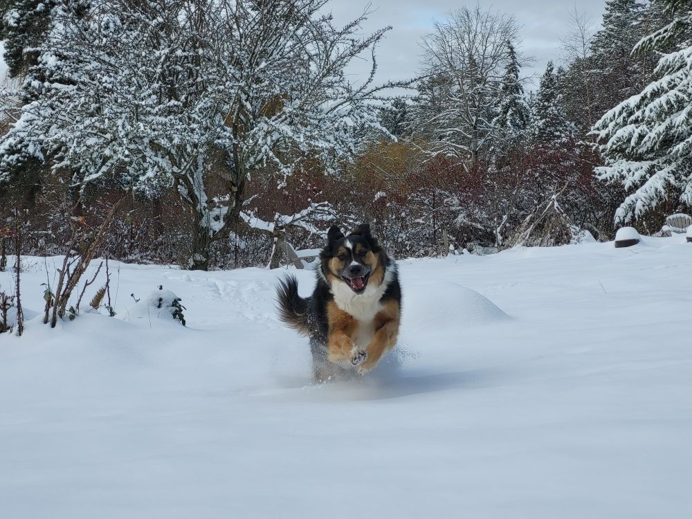 Dog running in fresh fallen snow.