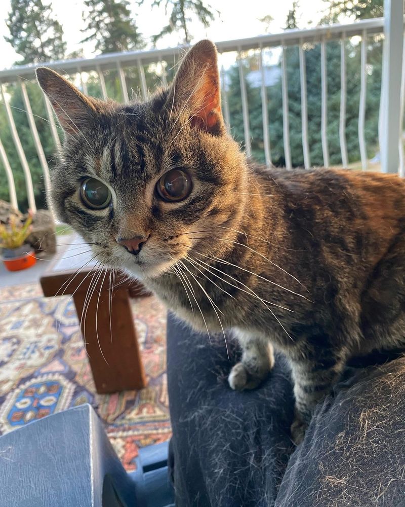 Molly our 20-yr old cat sitting in the sun.