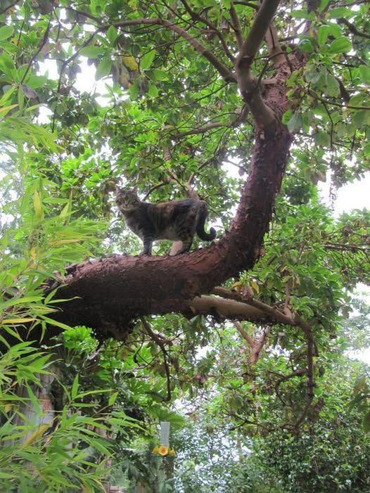 Molly our cat climbing the arbutus tree and standing up on the branch.
