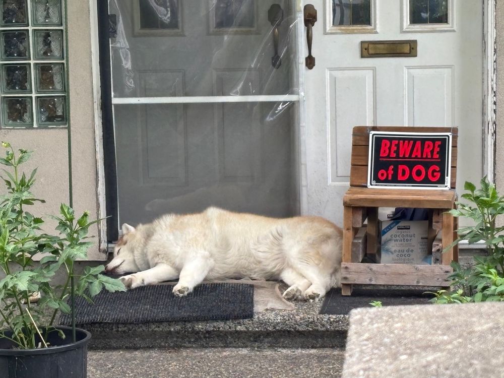 Big white dog laying on a step across the front door with a "beware of dog" sign next to it on a bench.