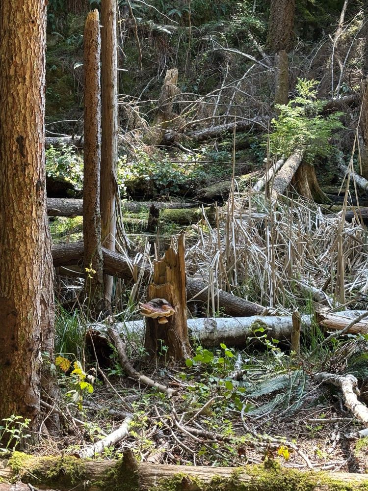 A big mushroom growing out of a tree stump.