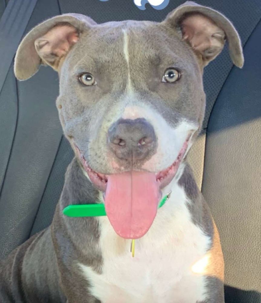 This is Bella my 3 year old Pittie mix, she’s a beautiful gray with white patches all over her and light gray eyes as well. She’s such a good and happy baby. Any and all donations go towards him and my other dog, and helping me keep my car so I can care for them.