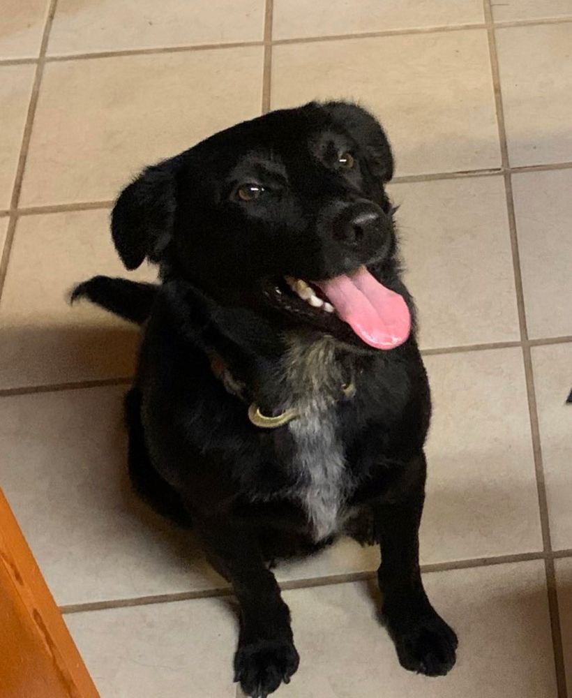 This is Chungus my Australian shepherd/retriever mix, hes black with a white stripe down her chest, he’s a good chunky boy around 6 years old. Any and all donations go towards him and my other dog, and helping me keep my car so I can care for them.