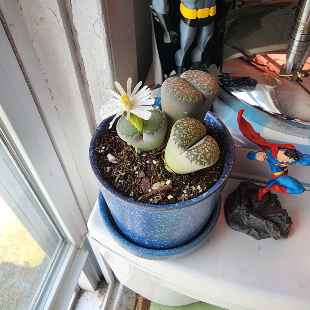 Flowering pebble succulent in a blue planter