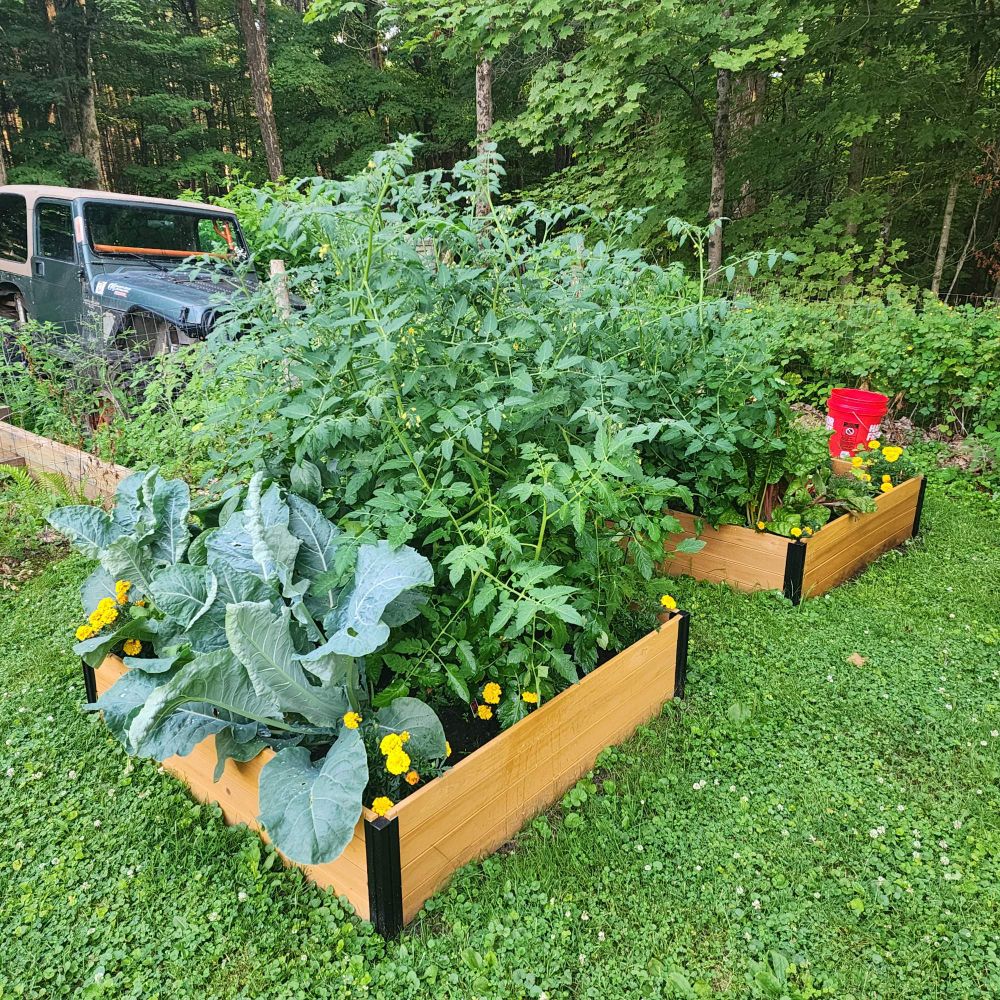 A thriving little garden in two small raised beds.