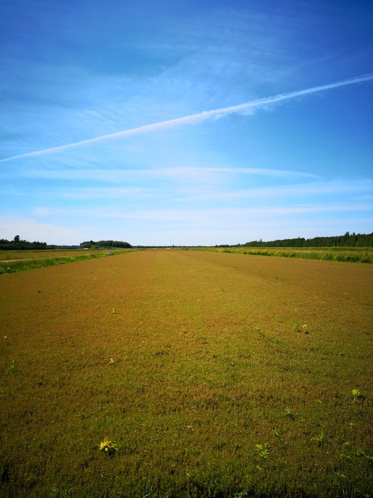 Cranberry bed below a blue sky. Picture taken in Plessisville, QC, by Ruisi Yang (16/06/2024).