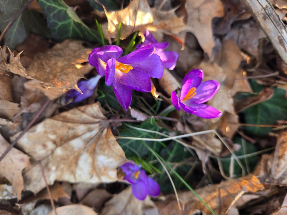Purple crocuses blooming in leaves and grass