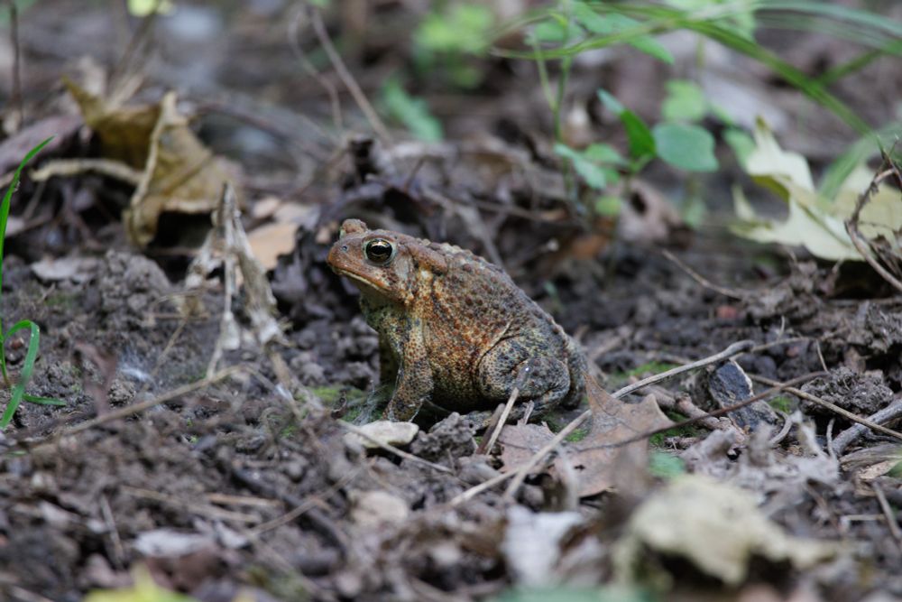 a small brown american toad sitting on the forest floor amongst dirt and leaves and little sticks. they are facing to the left of frame and one of their black and gold eyes is visible. they are quite round and bumpy with a classic toad frown.