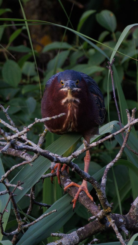 a green heron looking directly at the camera with an intense expression. their dark beak which appears to be frowning from this angle has a bright yellow eye on either side of it. under their beak is a capital i shape in white feathers. their round body is mostly a deep reddish brown with wings. they also have a little blue cap on top of their head. they are standing in front of some green foliage with both large orange feet on a lichen covered branch. there is a stick slightly out of focus in the foreground. i believe they were looking at that and not at me since they had just spent quite some time trying to pry other sticks off the branches