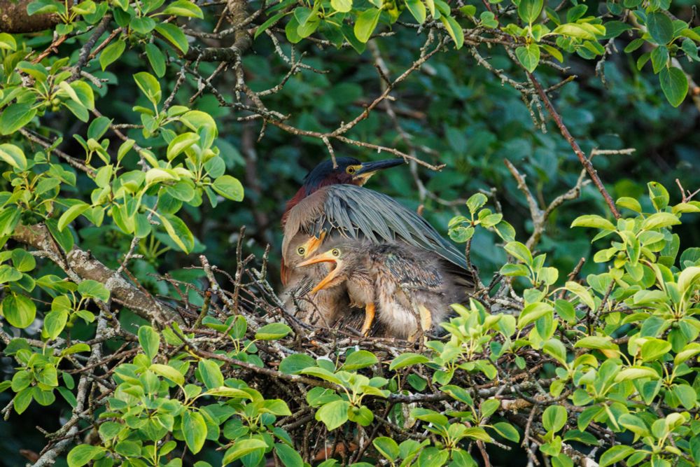 a green heron sitting on a nest filled with two visible fluffy grey potatoes (baby herons). mom heron is turning over her shoulder as if to see what mischief the tiny gremlins have gotten up to. one of them is nuzzled up against her with their bright yellow beak tucked into her feathers. the other is front and center with beak wide open presumably causing a ruckus