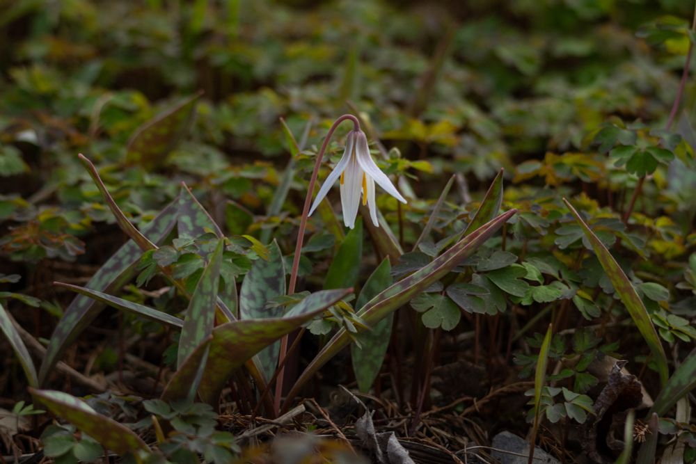 a single white flower hangs down from from a curved pink stem. the center is bright yellow and the leaves are green with splotches of red making them look like the patterning on a trout. they are nestled among some other low plants and trout lilies, all green though, it is the only flower visible