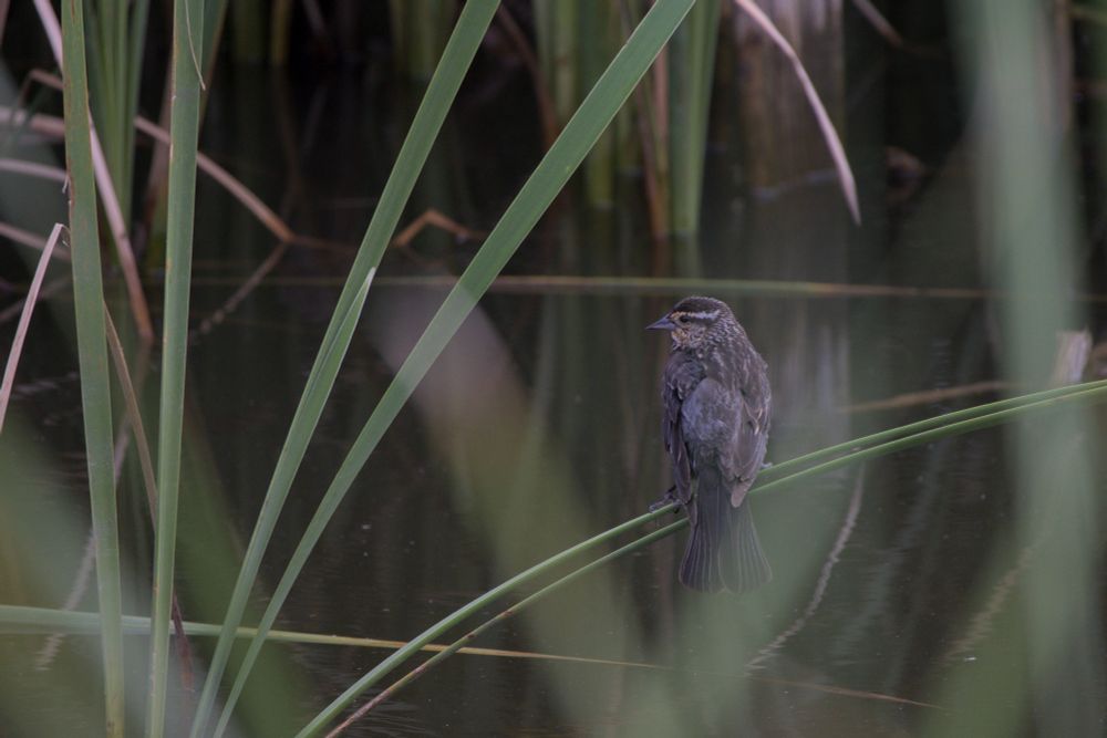 a red winged blackbird standing on a flat reed that is bending under their weight. their mottled brown back is to the camera and their beak is facing to the left and have a light stripe above their eye. there are many green plants both in the fore and background surrounded a pond