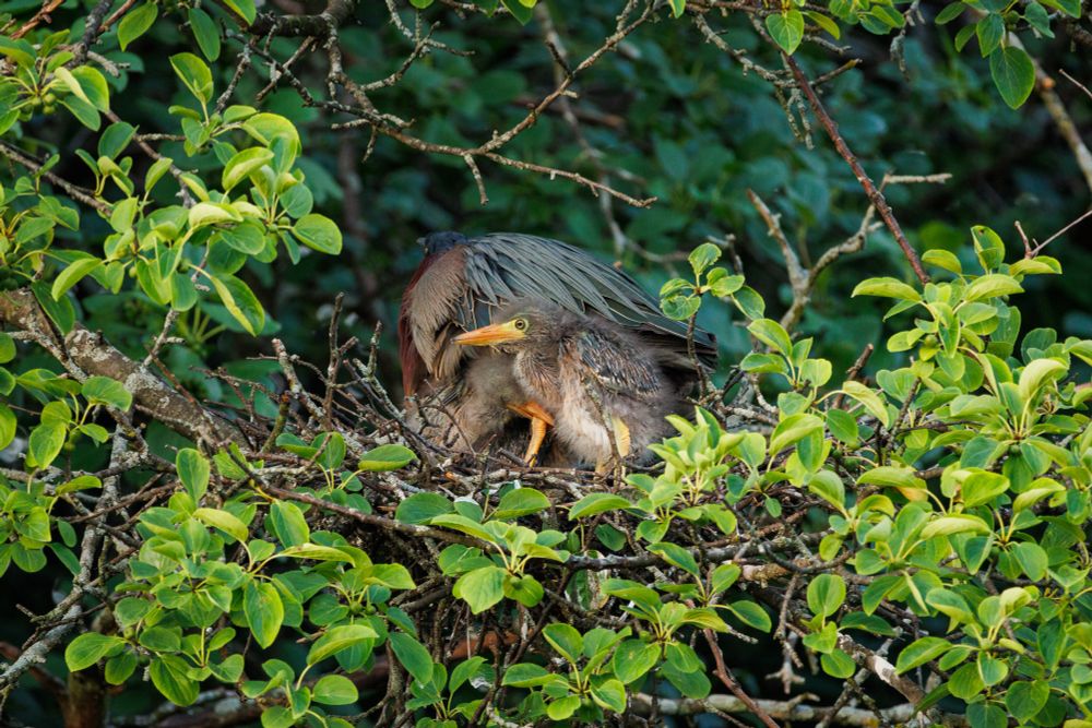 a side view of the green heron nest, with big heron turned away from the camera and one baby sitting upright front and center. behind the front chick the another can be seen chomping their yellow beak onto moms yellow leg (i think, its kind of hard to tell whos leg it is)