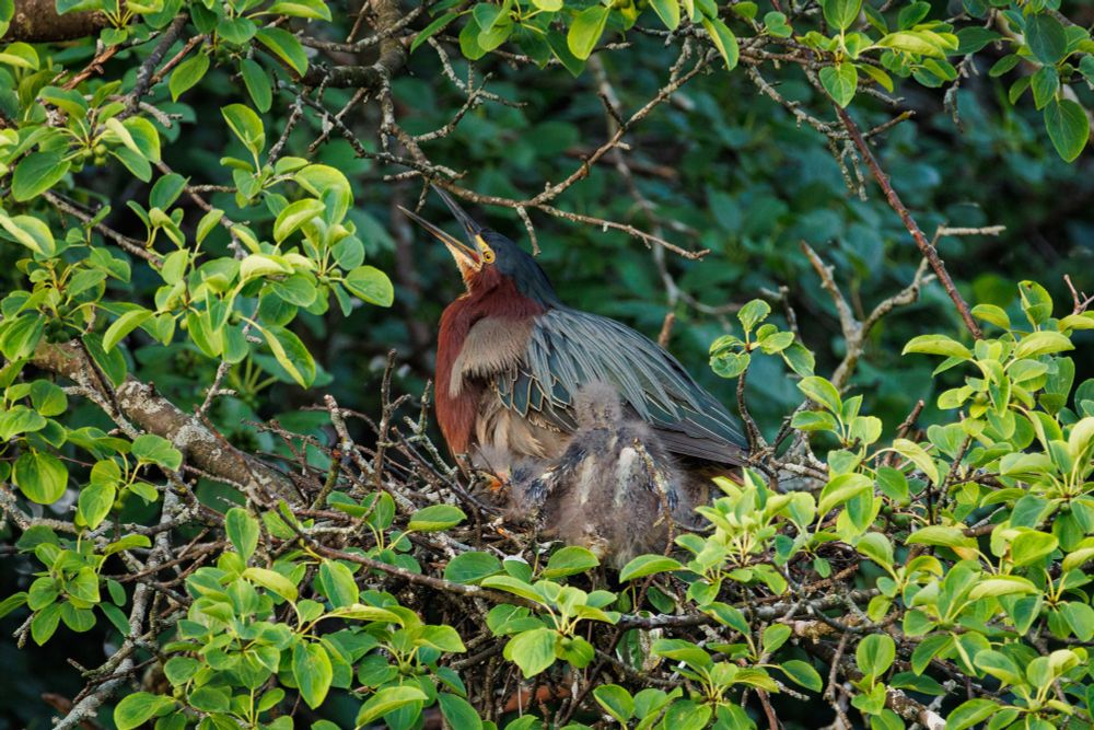 an adult green heron sitting on their nest made of lichen covered sticks in a scruffy tree covered in bright green leaves as seen through an opening in the leaves. under them are 3 fluffy grey chicks. ones face can be seen squished on the left side, one has their back to the camera and is sitting up and the thirds yellow beak is just visible under parent heron wings on the right. parent heron is mostly loafed with their beak wide open and pointed upward in what may be an exasperated yell from dealing with 3 tiny fluffy terrors or perhaps it is just a yawn. hard to say