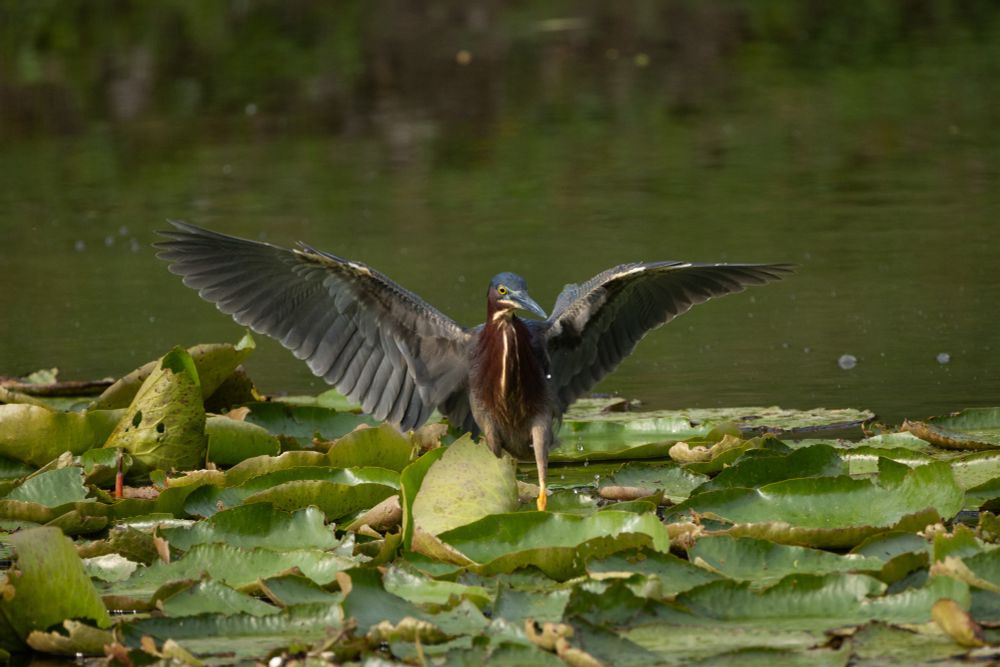 a green heron with wings spread wide as they stand on some bright green lily pads in a pond
