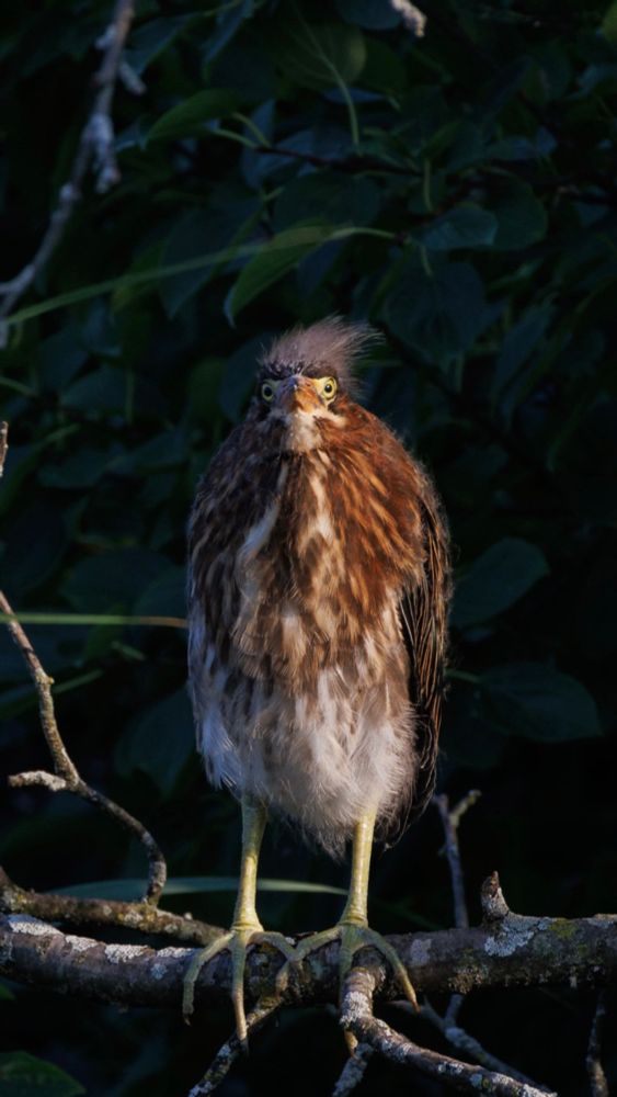 a young green heron stands on a lichen covered branch and stares face on at the viewer. they have just grown out of most of their long wispy grey baby fluff aside from the bit on the very top of their head which is being blown to the right in a lovely comb over. their chest is a mix of reddish brown and light colored feathers forming streaks. their belly is fluffy and bright white. their legs are a pale yellow. they stare with bright yellow eyes on either side of a long orange beak