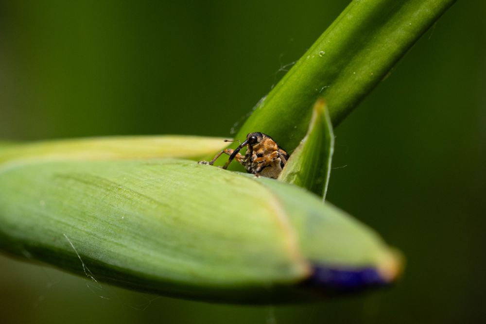 an iris weevil looking up over the edge of a purple tipped iris bud that is perpendicular to the ground. only their front half is visible so they look like they’re standing behind a matte green bar in some sort of extremely green drinking establishment. their head and  long snout are black with large black eyes protruding from the sides of their head. their body is comparatively large and light brown. the bottoms of their two feet sat up on the bud/bar are bright white