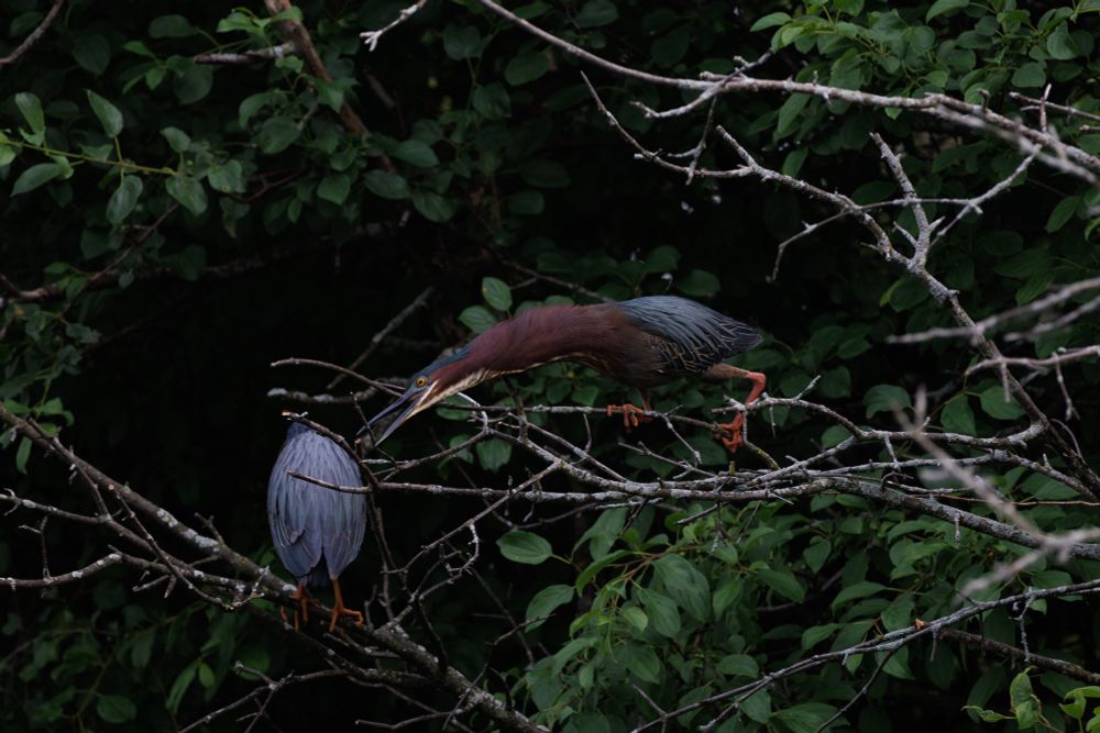 a green heron stands on a scraggly bare branch and reaches towards a twig at the end of the branch. their beak is open and long reddish brown neck fully extended. their orange legs grip onto the branch. on a farther back branch another green heron stands with back turned showing only their iridescent blue wing feathers and their orange legs beneath them. there are many green leaves on neighboring trees
