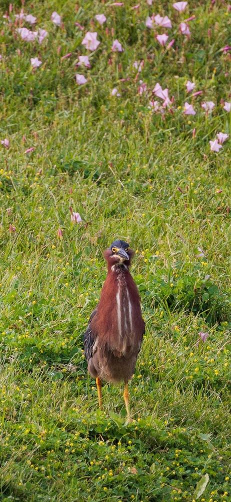 a green heron standing on some scruffy green grass spotted with little yellow and pink flowers. they have their head up and neck extended so they are quite tall. on their face they have two tufts of reddish brown feathers sticking out from either side. they are facing the camera showing off their white lines running down their reddish brown throat. they look a bit silly with their bright yellow eyes and little face tufts. i believe they were trying to intimidate a red winged blackbird haha