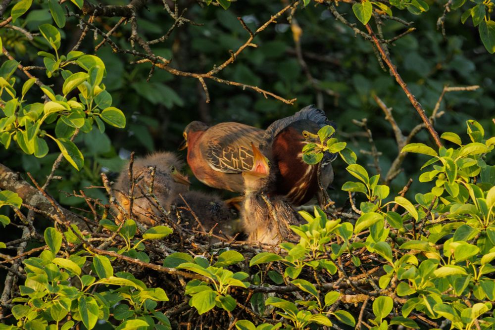 5 green herons in a nest as the sun rises. there are 2 adults and 3 fluffy grey chicks. the front chick has their beak wide open and neck extended so you can see in there. it looks like they are singing or perhaps yelling (they were yawning). parents look bedraggled from just getting chomped on a bunch. the other two chicks are just sitting on the left side of the neat looking small. they are surrounded by green leaves and warm light