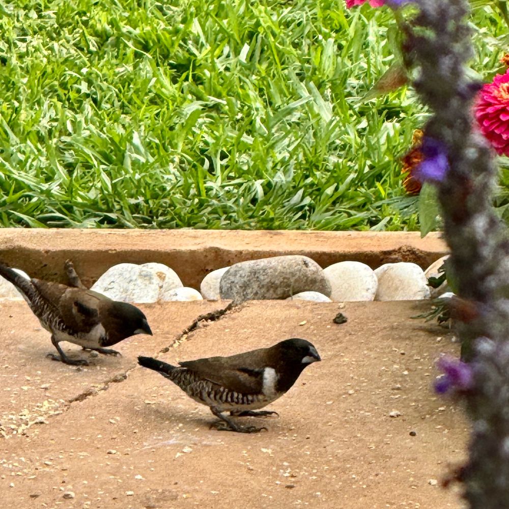 A pair of Bronze Mannikins picking through seeds in a garden.