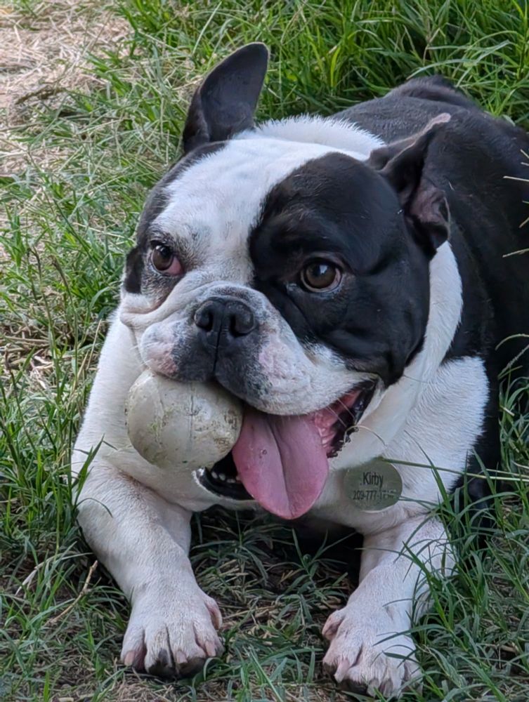 Kirby the Bulldog! She's has a ball in one side of her mouth and her tongue hanging out the other 