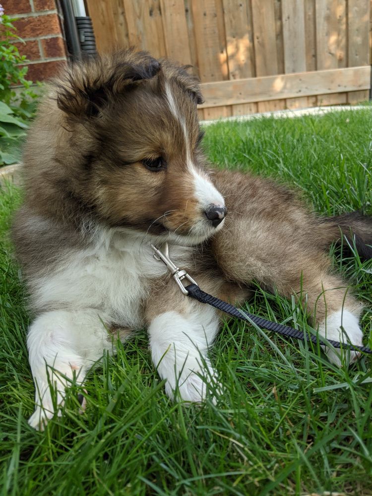 White and Brown Shetland sheepdog puppy laying in the grass looking off to the right 