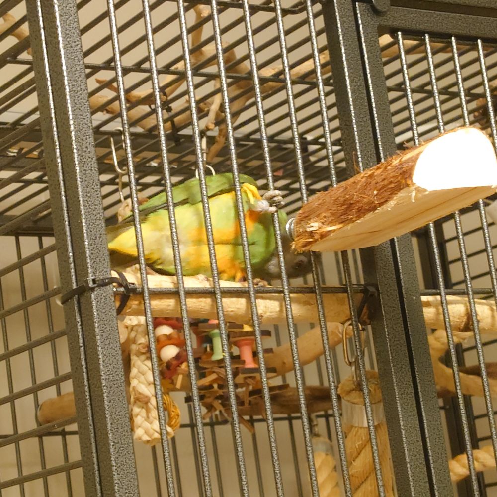 Senegalinkaija askartelee orren kiinnityksen kimpussa. 