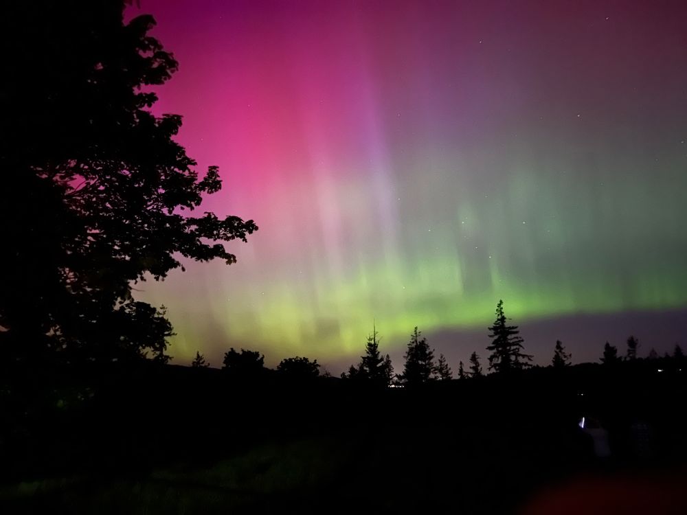 Photo of Northern Lights across a dark sky. The silhouette of a large, evergreen tree appears along the left edge of the photo with smaller, more distant, trees along the bottom. The bands of light are a deep magenta color near the top, becoming more blue and green as they reach towards the earth