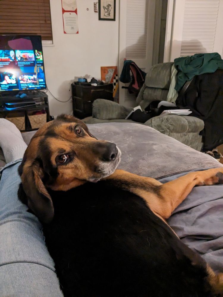 Handsome Hank, a black and tan beagle mix, pleads with adorable brown puppy dog eyes: "Please, Mother... I starve and hunger and will surely perish if I do not receive sustenance posthaste."