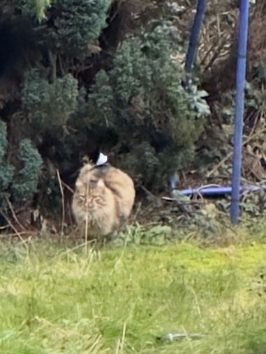 "Katze" mit breitem Hals, untypischem Muster und plumper Körperbau