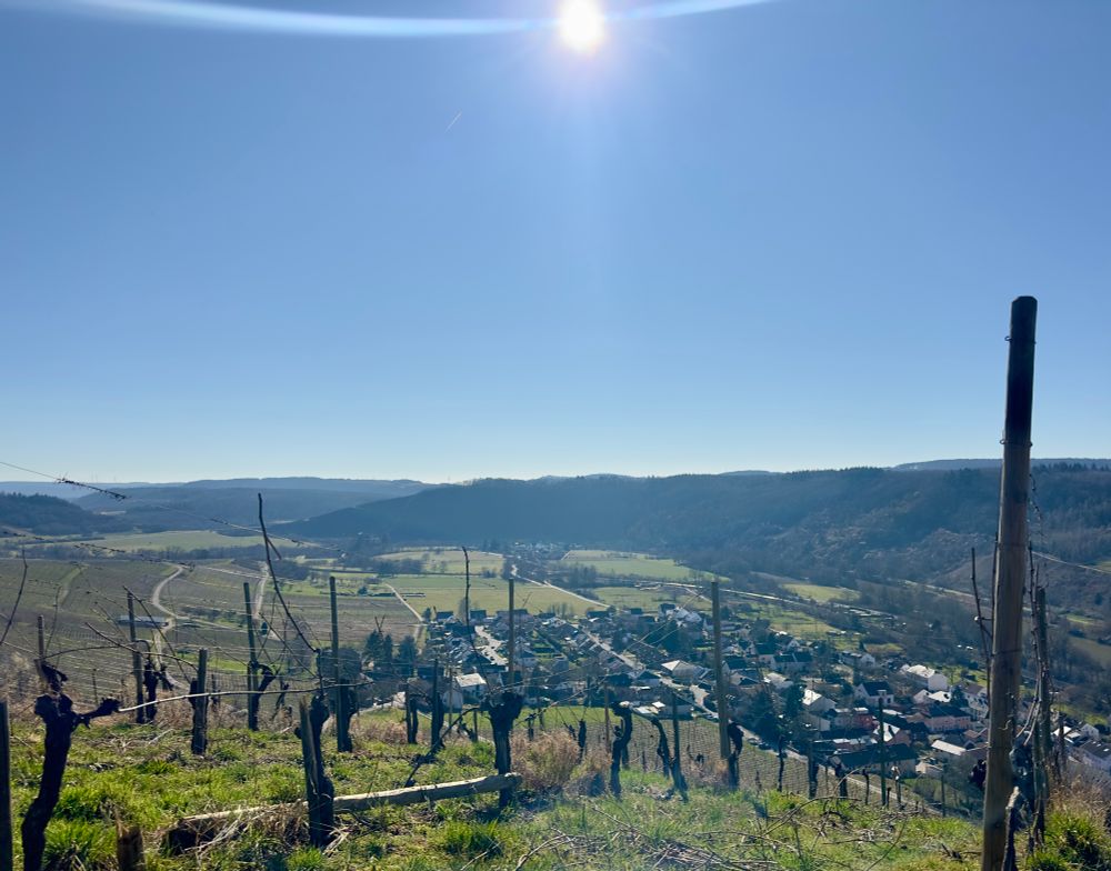 Ein Weinberg, von der Sonne beleuchtet