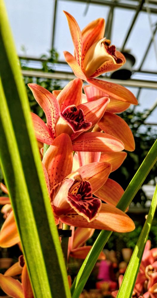 Orangefarbene Blüten in der Nahaufnahme. Drei Blüten übereinander, rechts und links davon grüne Blätter, die die Blüten ein wenig einrahmen. im Hintergrund das Glasdach eines Gewächshauses. 