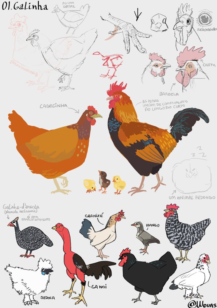 Conjunto de desenhos em mídia digital de galinhas, galos e pintinhos. Há também a representação de diferentes variedades de galinha na parte inferior.