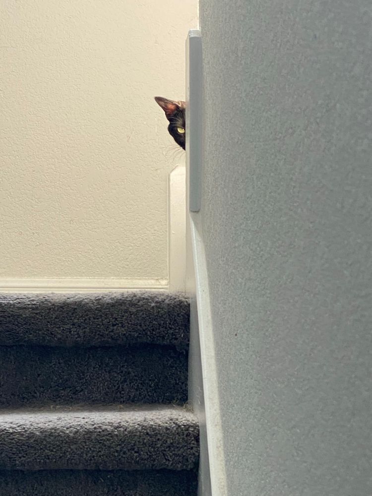 Some carpeted stairs go up to a landing and then turn around and go behind a portion of wall. A tiny portion of the wall seems to have the same general shape and dimensions as half of a small black cat’s face, but this is probably just a coincidence. 