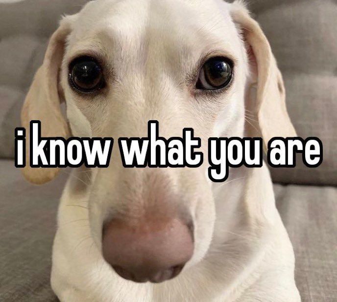 Picture of the homophobic dog meme: a white small dog staring at the camera with a haunted look and the caption ‘I know what you are’ over the face