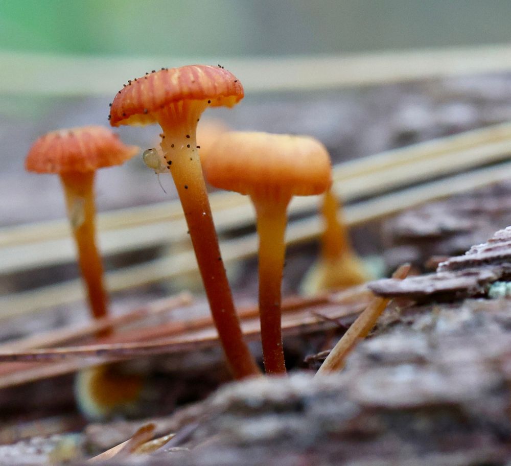 Three tiny mushrooms and a super tiny bug.