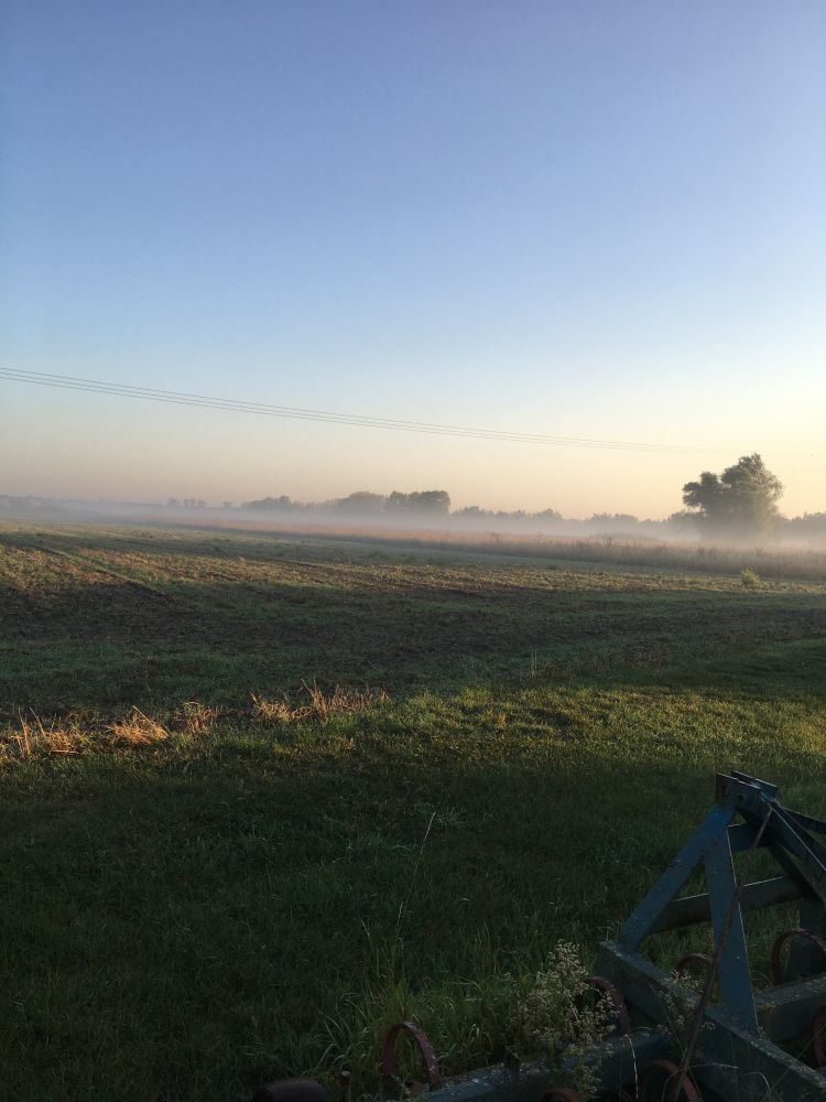 Morgennebel auf flacher Landschaft hinterm Garten.