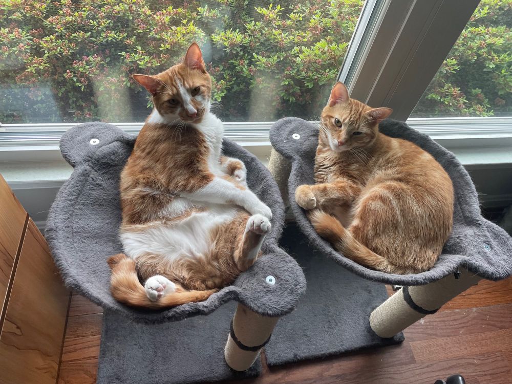 Two sleepy looking orange cats lounge in cat hammocks in front of a window by a green bush. 