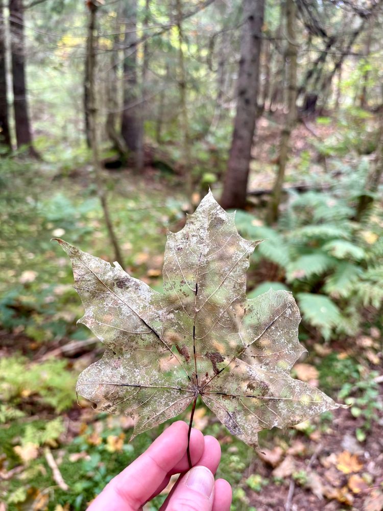 My fingers holding a sheer leaf against a background of forest. 