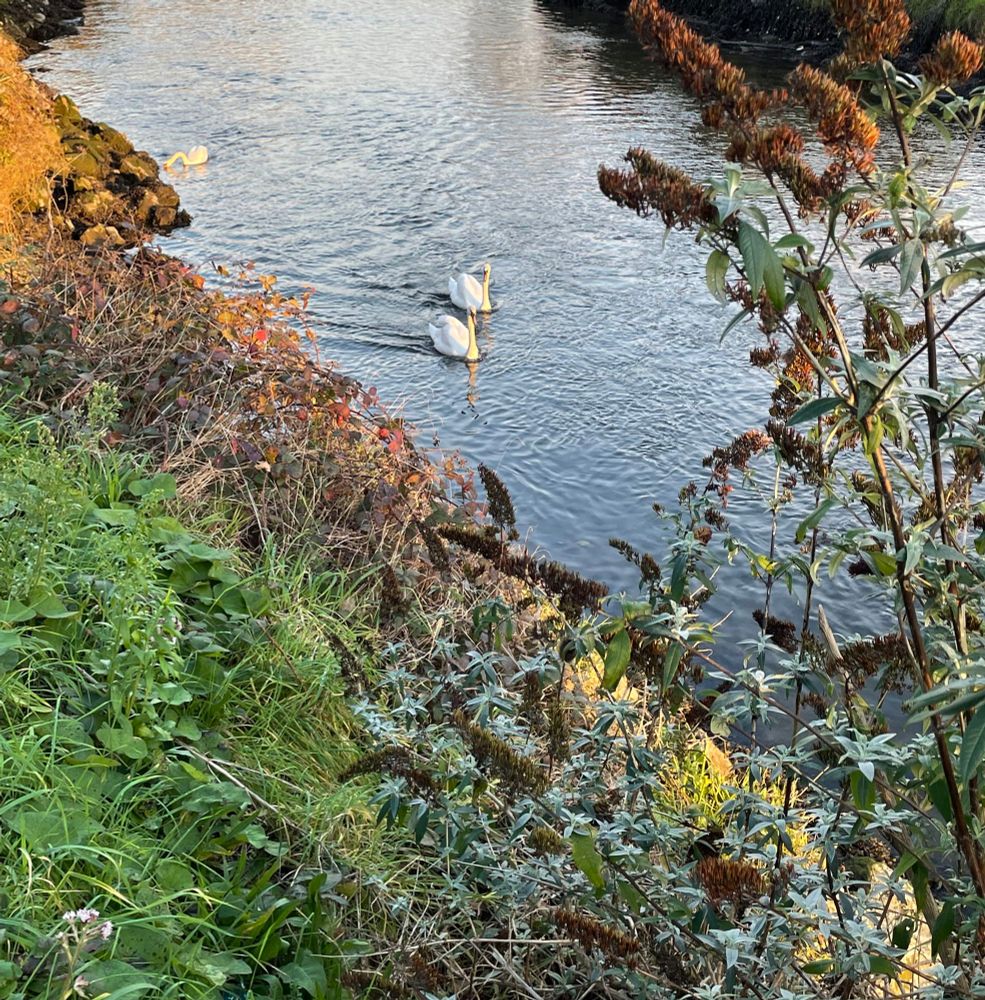 far away picture of three swans on a body of water. there is a slope of grass and brush leading down to the water
