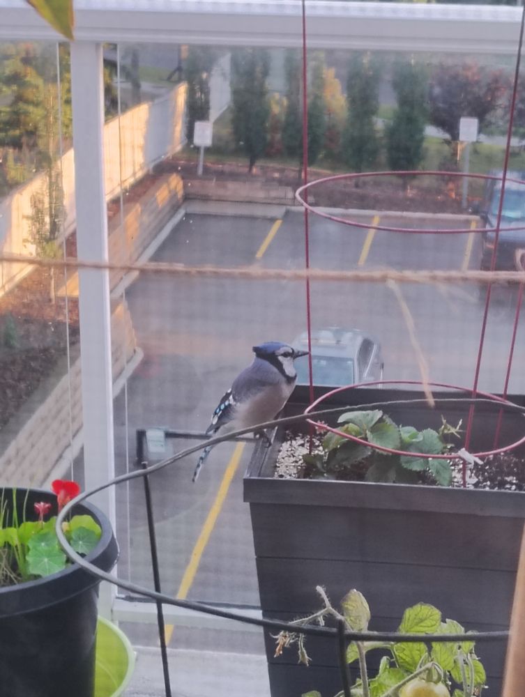 Bluejay on a planter box with strawberry plants