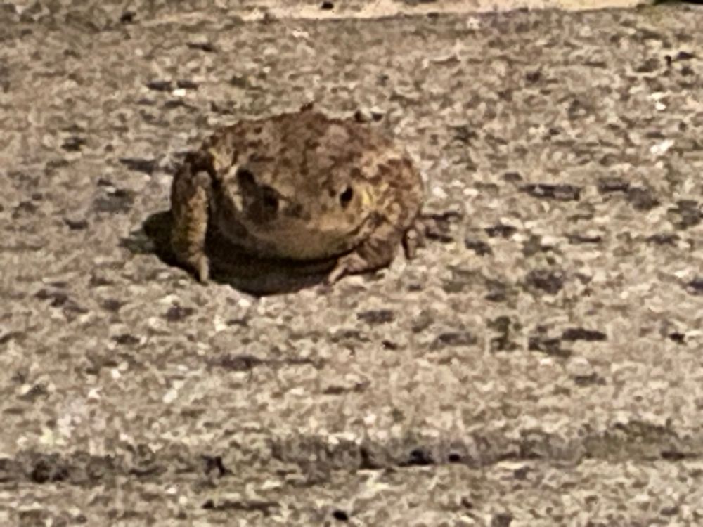 A cute little toad blends into the colour of the paving. Night shot. 