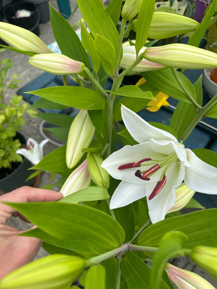 White lily just beginning to bloom. Green leaves and buds yet to bloom surrounding it.
Also my hand holding a leaf out of the way to get a pic 