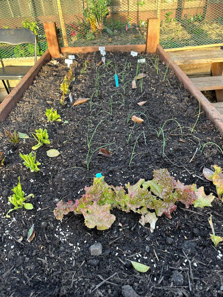 Raised Garden bed with lettuce and leeks etc