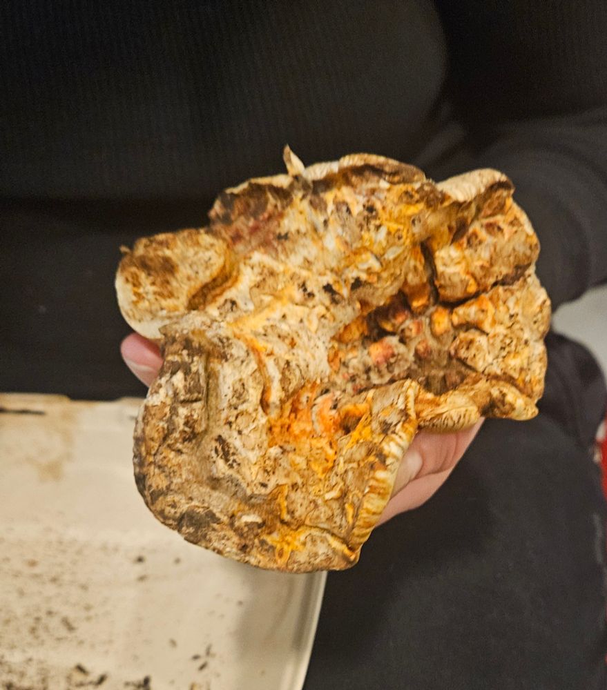 A large orange and cream coloured mushroom in a woman's hand, it is cone shaped, vaguely looks like its made of lobster meat.