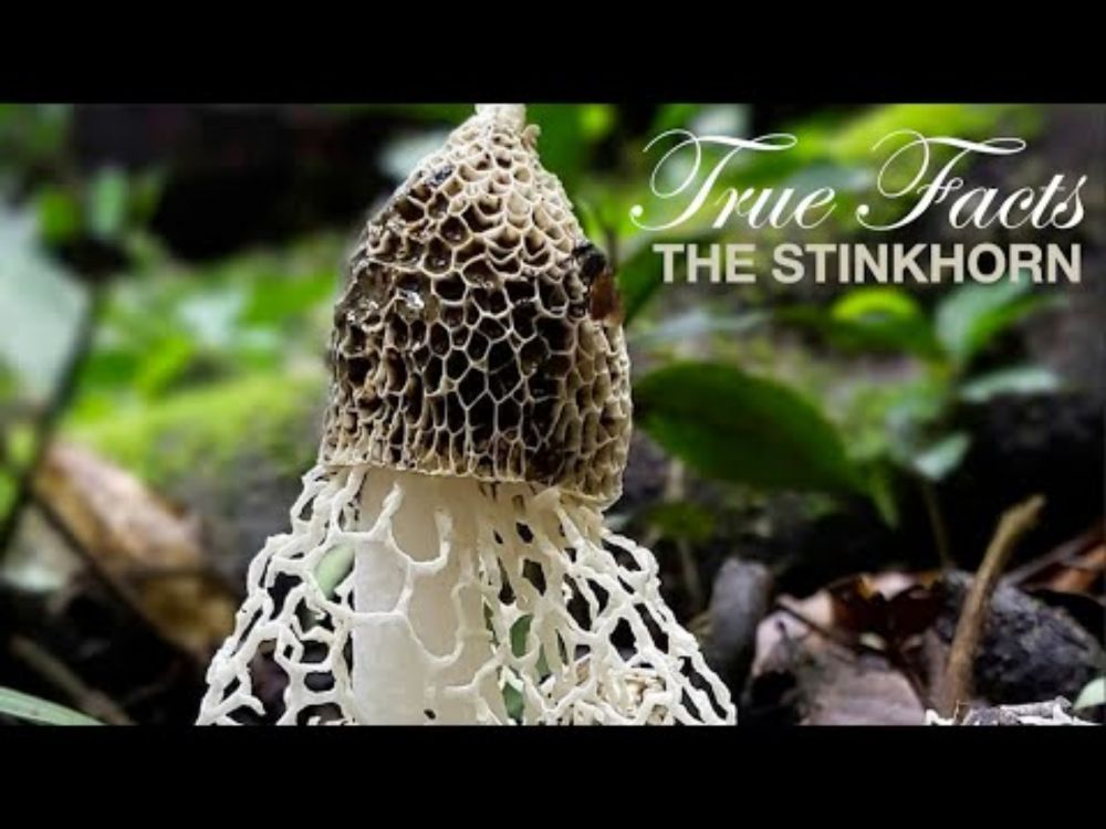 True Facts: Stinkhorns